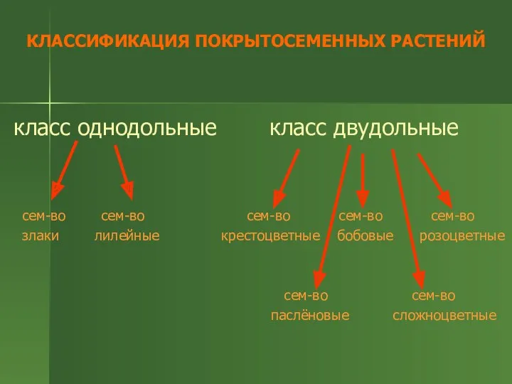 КЛАССИФИКАЦИЯ ПОКРЫТОСЕМЕННЫХ РАСТЕНИЙ класс однодольные класс двудольные сем-во сем-во сем-во