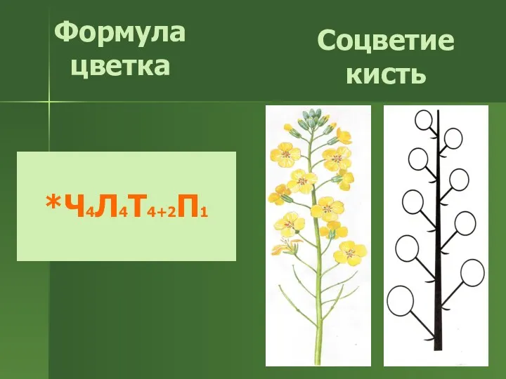 Соцветие кисть Формула цветка *Ч4Л4Т4+2П1