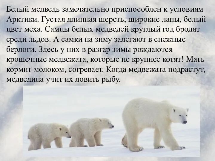 Белый медведь замечательно приспособлен к условиям Арктики. Густая длинная шерсть,