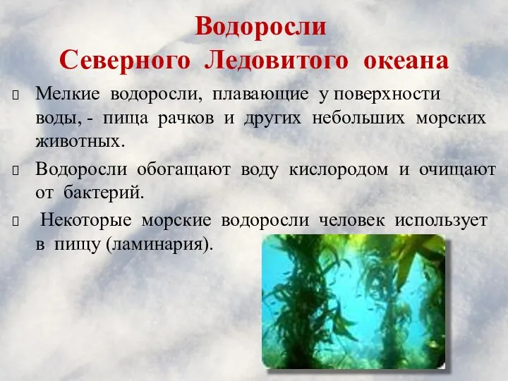 Водоросли Северного Ледовитого океана Мелкие водоросли, плавающие у поверхности воды,