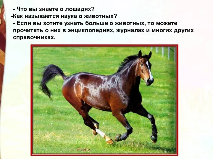 - Что вы знаете о лошадях? Как называется наука о животных? - Если