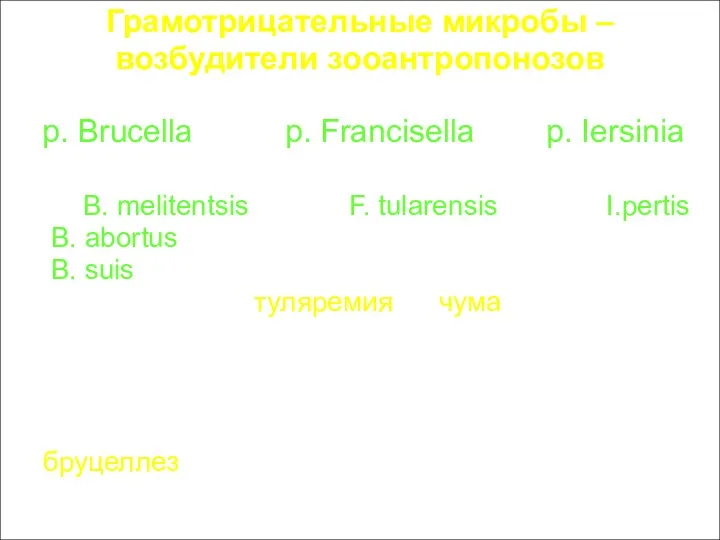 Грамотрицательные микробы – возбудители зооантропонозов p. Brucella p. Francisella p.