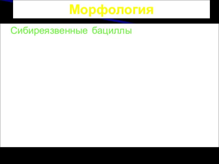 Морфология Сибиреязвенные бациллы — очень крупная (5н-10х1-н2 мкм) толстая палочка