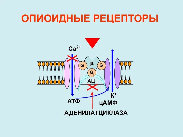 АТФ цАМФ Са2+ К+ Gi G АДЕНИЛАТЦИКЛАЗА АЦ μ ОПИОИДНЫЕ РЕЦЕПТОРЫ