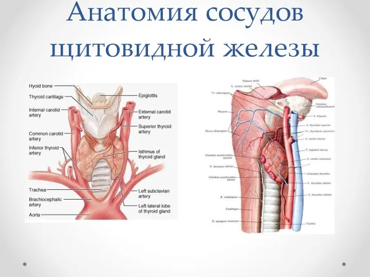 Анатомия сосудов щитовидной железы