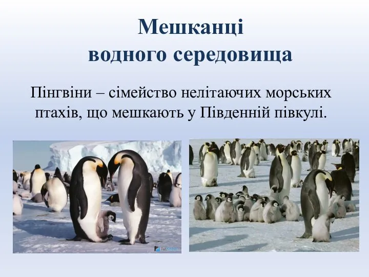 Мешканці водного середовища Пінгвіни – сімейство нелітаючих морських птахів, що мешкають у Південній півкулі.