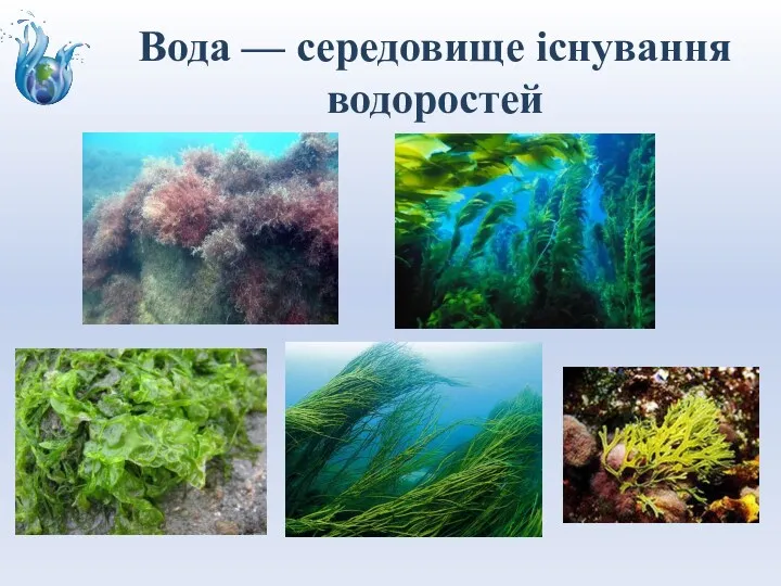 Вода — середовище існування водоростей