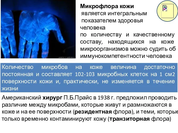 Количество микробов на коже величина достаточно постоянная и составляет 102-103 микробных клеток на