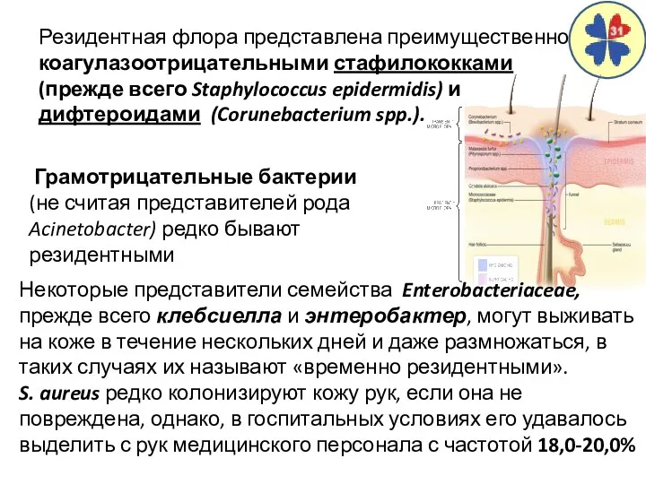 Резидентная флора представлена преимущественно коагулазоотрицательными стафилококками (прежде всего Staphylococcus epidermidis) и дифтероидами (Corunebacterium