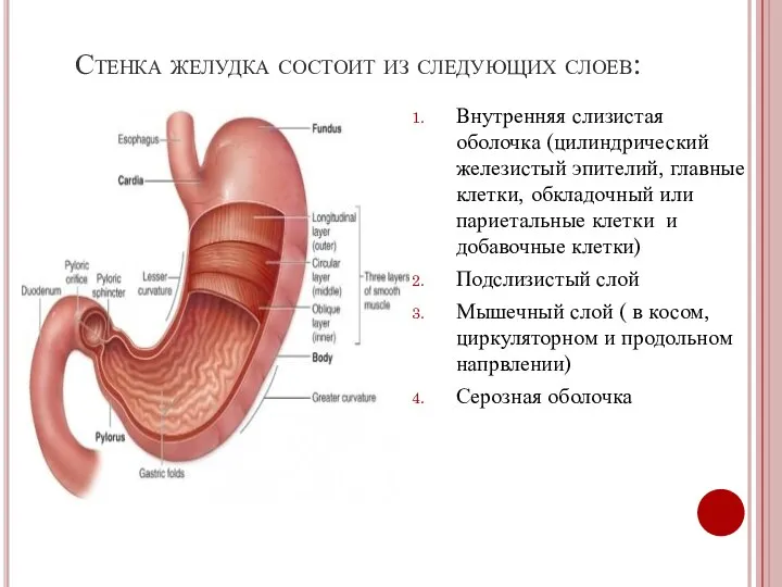 Стенка желудка состоит из следующих слоев: Внутренняя слизистая оболочка (цилиндрический