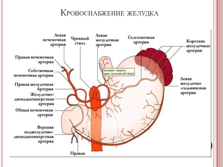 Кровоснабжение желудка