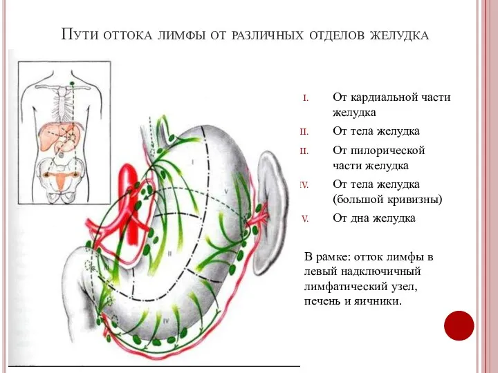 Пути оттока лимфы от различных отделов желудка От кардиальной части