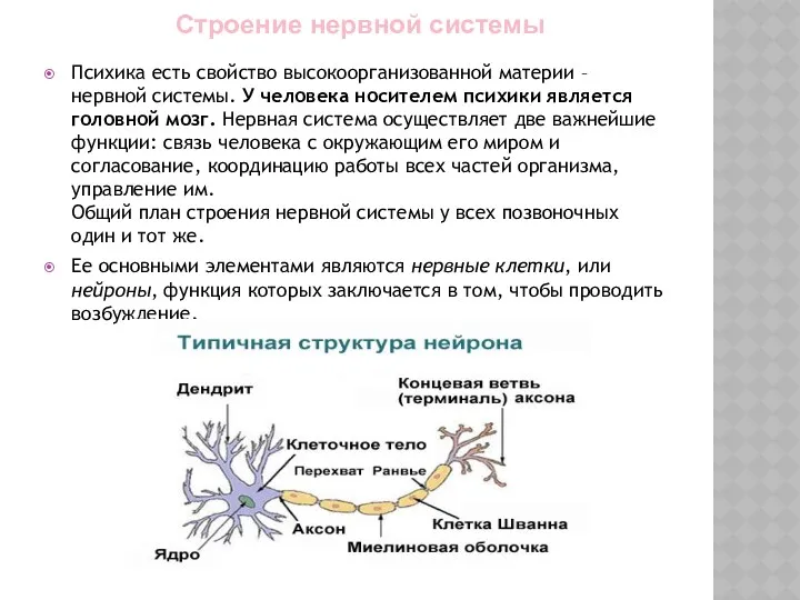 Строение нервной системы Психика есть свойство высокоорганизованной материи – нервной