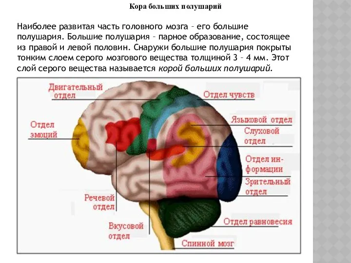 Кора больших полушарий Наиболее развитая часть головного мозга – его