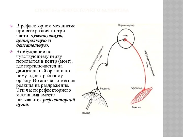 СТРУКТУРА РЕФЛЕКТОРНОГО МЕХАНИЗМА В рефлекторном механизме принято различать три части: