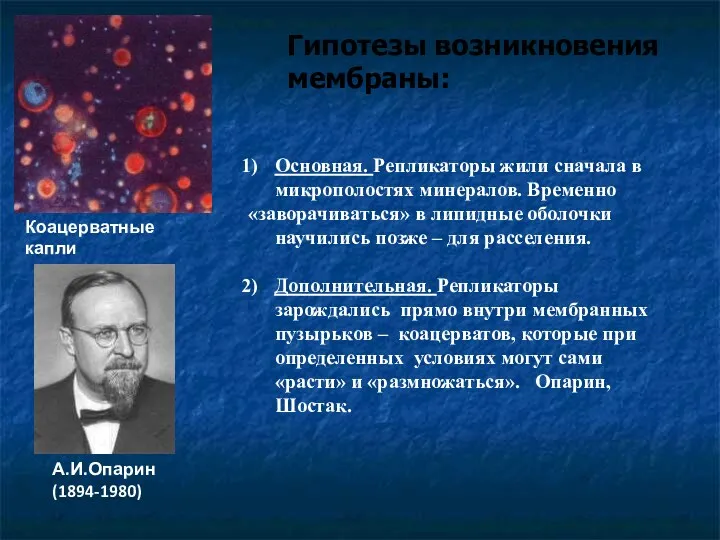 Гипотезы возникновения мембраны: Коацерватные капли А.И.Опарин (1894-1980) Основная. Репликаторы жили