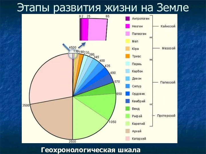 Этапы развития жизни на Земле Геохронологическая шкала