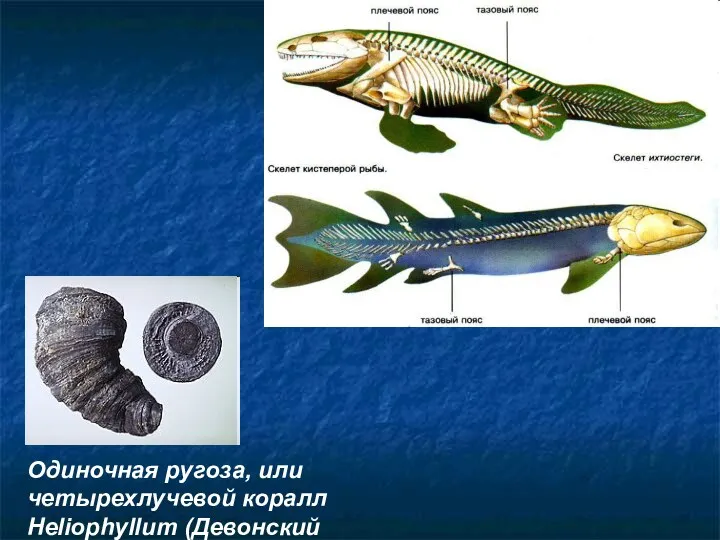 Одиночная ругоза, или четырехлучевой коралл Heliophyllum (Девонский период)