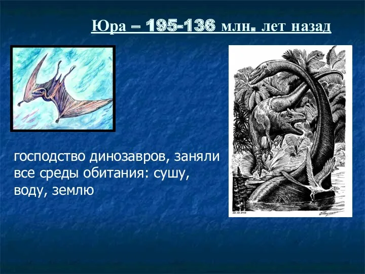 господство динозавров, заняли все среды обитания: сушу, воду, землю Юра – 195-136 млн. лет назад