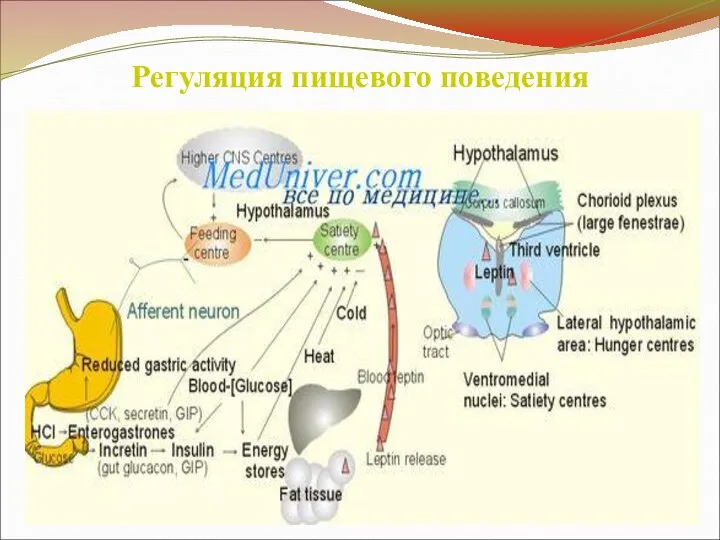 Регуляция пищевого поведения