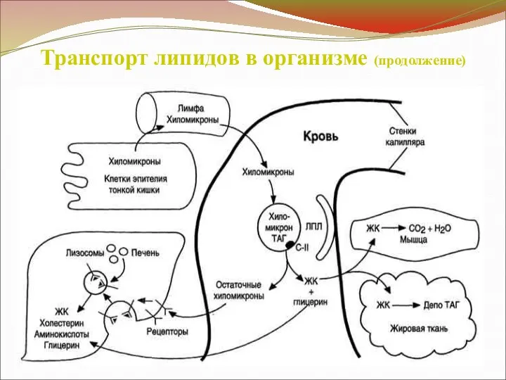 Транспорт липидов в организме (продолжение)