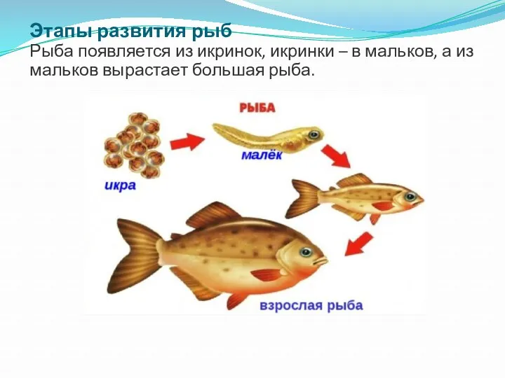 Этапы развития рыб Рыба появляется из икринок, икринки – в