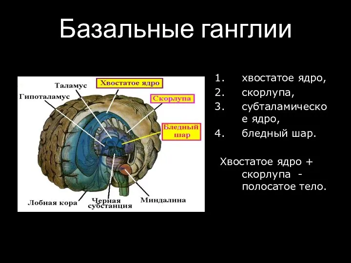 Базальные ганглии хвостатое ядро, скорлупа, субталамическое ядро, бледный шар. Хвостатое ядро + скорлупа -полосатое тело.