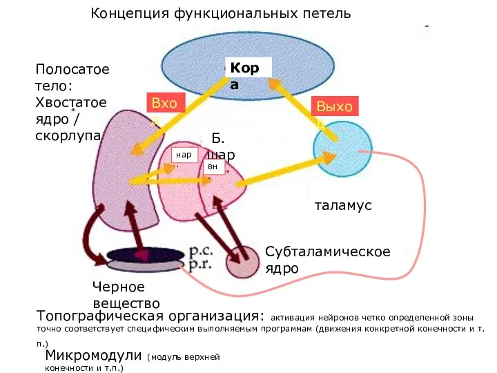 Кора Полосатое тело: Хвостатое ядро / скорлупа Б. шар нар.