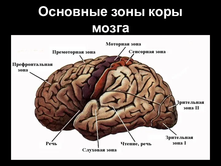 Основные зоны коры мозга