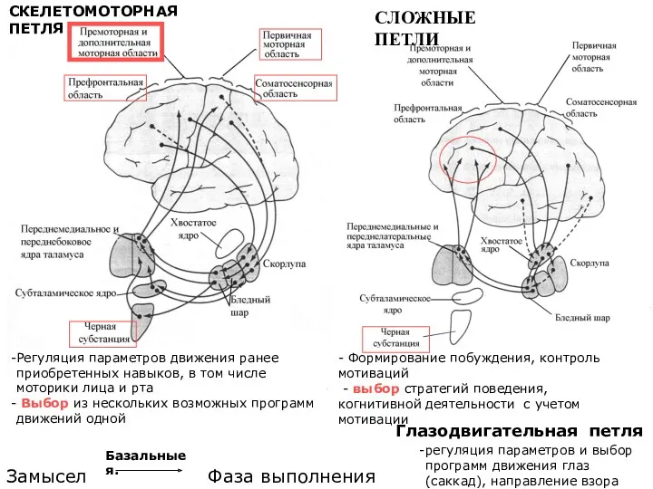 Регуляция параметров движения ранее приобретенных навыков, в том числе моторики