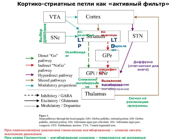 Освобождает подавляют специфично Диффузно (стоп-сигнал для всего) Тоническое ингибирование Вызванное