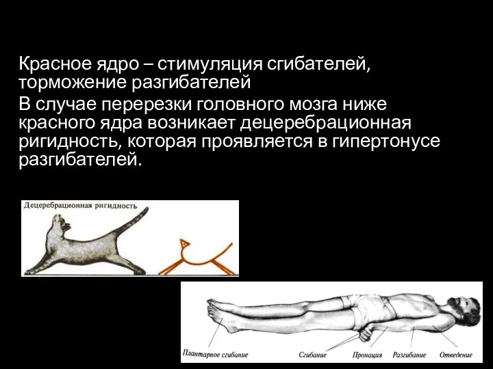 Красное ядро – стимуляция сгибателей, торможение разгибателей В случае перерезки