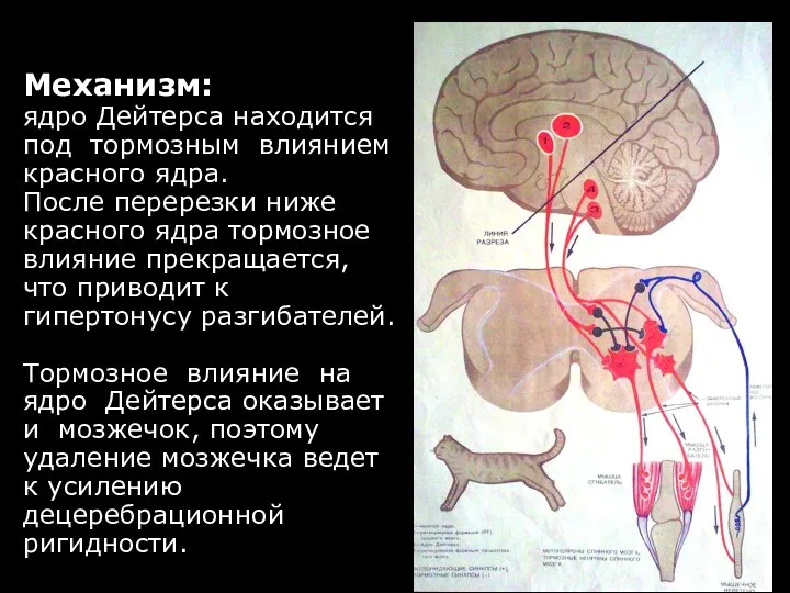 Механизм: ядро Дейтерса находится под тормозным влиянием красного ядра. После