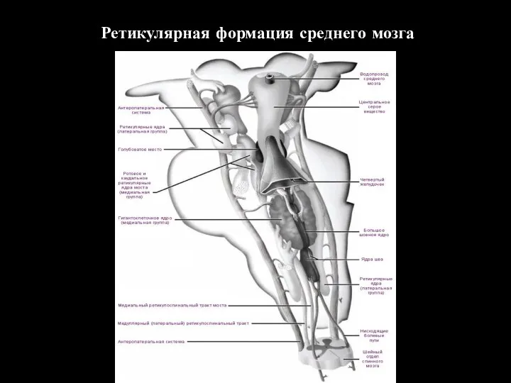 Ретикулярная формация среднего мозга