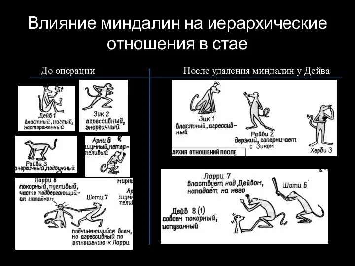 До операции После удаления миндалин у Дейва Влияние миндалин на иерархические отношения в стае