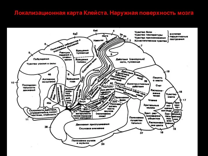 Локализационная карта Клейста. Наружная поверхность мозга