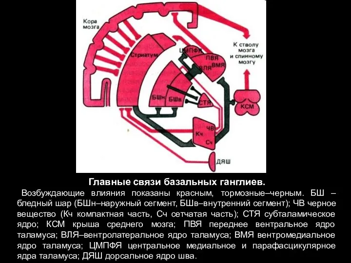 Главные связи базальных ганглиев. Возбуждающие влияния показаны красным, тормозные–черным. БШ