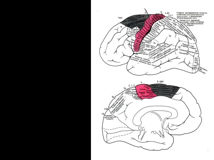 ПМК–премоторная кора, или латеральное поле 6; ДК–двигательная кора, или поле