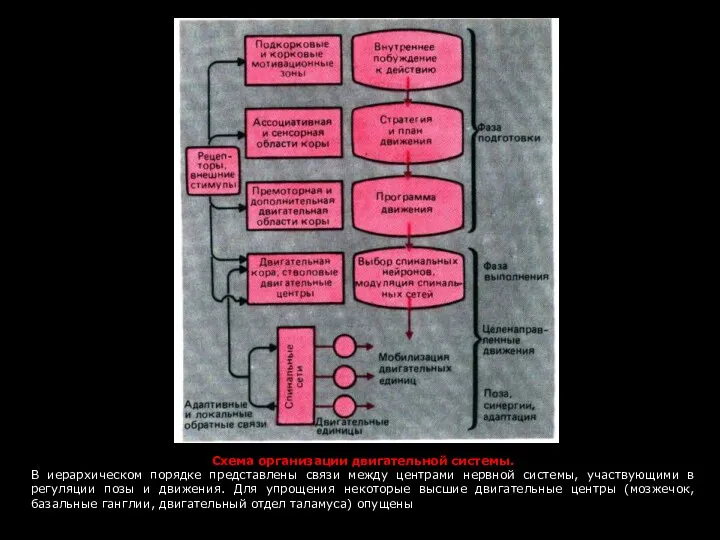 Схема организации двигательной системы. В иерархическом порядке представлены связи между