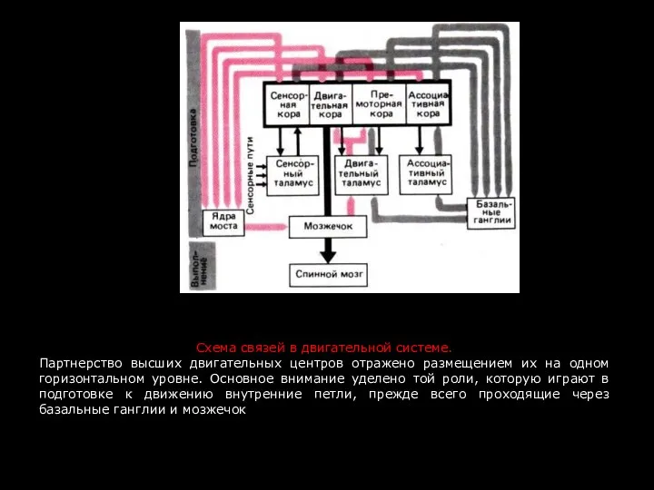 Схема связей в двигательной системе. Партнерство высших двигательных центров отражено