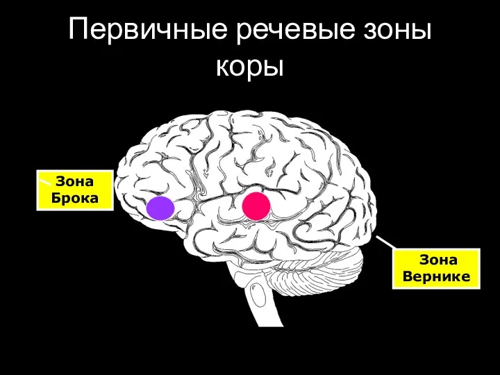 Первичные речевые зоны коры Зона Брока Зона Вернике