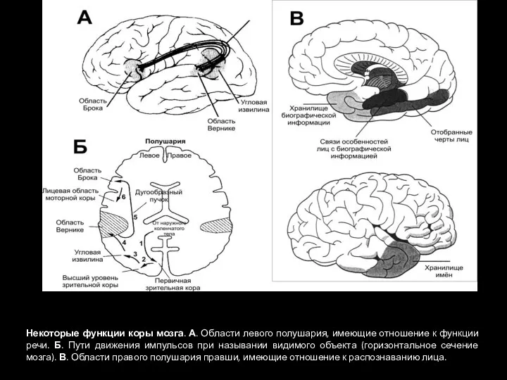 Некоторые функции коры мозга. А. Области левого полушария, имеющие отношение