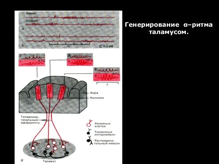 Генерирование α–ритма таламусом.