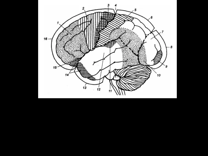 Четыре основные доли коры головного мозга (лобная, височная, теменная и