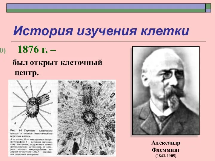 История изучения клетки 1876 г. – был открыт клеточный центр. Александр Флемминг (1843-1905)