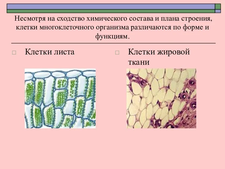 Несмотря на сходство химического состава и плана строения, клетки многоклеточного