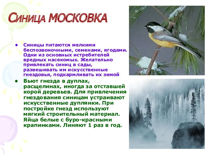 Синицы питаются мелкими беспозвоночными, семенами, ягодами. Одни из основных истребителей