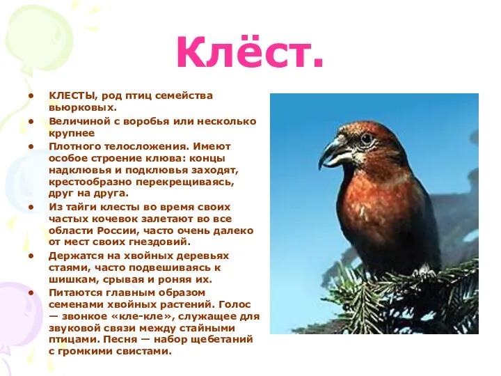 Клёст. КЛЕСТЫ, род птиц семейства вьюрковых. Величиной с воробья или