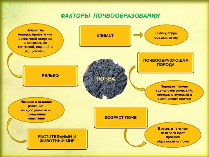 ФАКТОРЫ ПОЧВООБРАЗОВАНИЯ ПОЧВА Температура, осадки, ветер Влияет на перераспределение солнечной