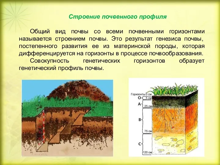 Строение почвенного профиля Общий вид почвы со всеми почвенными горизонтами